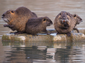 USA: mężczyzna aresztowany w związku z obcinaniem ogonów żywym nutriom 