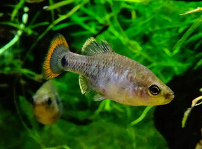 Meksyk: odbudowano populację gatunku ryb, który wymarł w latach 90.