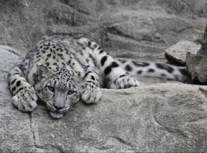 Nebraska: 3 śnieżne lamparty w zoo zmarły z powodu COVID-19