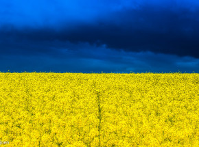 Ambasador Ukrainy w Turcji: „Rosja bezwstydnie kradnie zboże z Ukrainy i eksportuje je z Krymu”