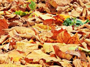 Mazowsze: dmuchawy do liści zakazane