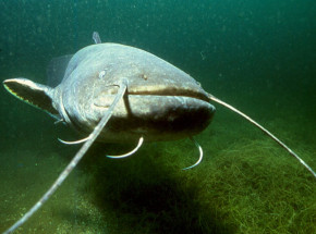 Nowy rekord Polski w połowie suma - 261 cm ryby