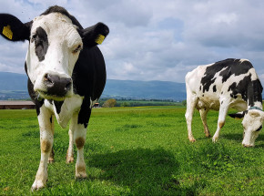 Krowy korzystające z toalety?