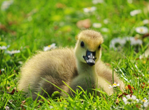Irlandia: setki kaczych piskląt zostało porzuconych przez trend w serwisie TikTok