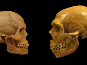 Homo sapiens pojawił się na terenie Europy 12 000 lat wcześniej niż sądzono
