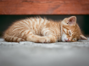 Australia: wzrost zakażeń śmiertelnym wirusem wśród kotów