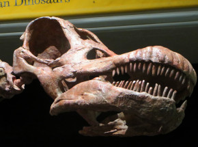Argentyna: odkryto szczątki prawdopodobnie największego dinozaura na świecie