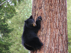 Kanada: przez kilka godzin niedźwiedź biegał po ulicach miasta