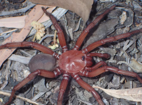 Australia: opisano nowy gatunek pająka