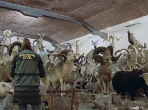Hiszpania: śledztwo w sprawie kolekcji ponad 1000 eksponatów taksydermicznych