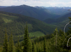 Idaho: w lesie odnaleziono niepełnosprawną kobietę i zwłoki jej matki