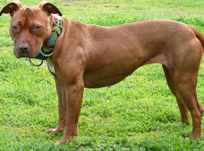 USA: psy zagryzły dwoje małych dzieci