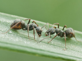 Mrówki wykrywają komórki nowotworowe