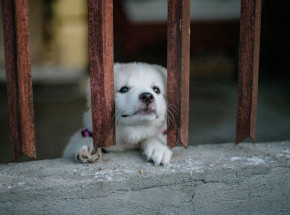 Pomoc dla zwierząt z Ukrainy