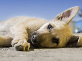 Czy i jak obecność zwierząt poprawia jakość pracy?