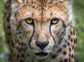 Ohio: gepard zaatakował pracownika w zoo