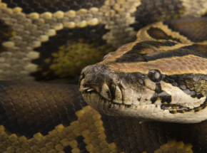 Kobieta żywcem pożarta przez dusiciela. Ciało wyjęto ze zwierzęcia w dwa dni po zaginięciu 54-latki
