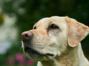 USA: pies czuwał przy zwłokach opiekuna przez ponad dwa tygodnie