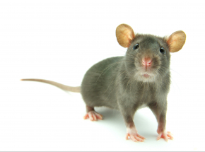 Badania wykazały, że w nagłych wypadkach niektóre ssaki zdolne są oddychać przez odbyt