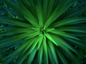 Biofilia w projektowaniu przestrzeni