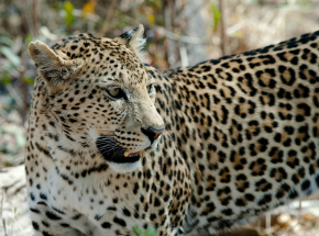 Indie: dziki kot uchwycony na nagraniu z lotniska