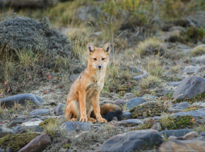 Peru: pies zakupiony przez rodzinę okazał się lisem andyjskim