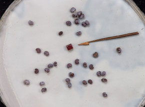 Jedna z najmniejszych książek na świecie sprzedana na aukcji za blisko 4200 euro