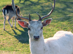 Anglia: policjanci zastrzelili białego jelenia