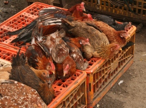 Chiny: wykryto pierwszy przypadek zakażenia wirusem H3N8 u człowieka