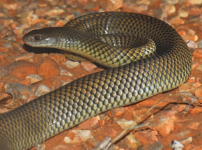 Australia: dziesięciolatka na OIOM-ie po dwukrotnym ukąszeniu przez jadowitego węża