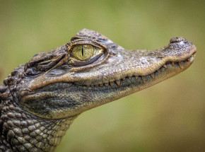 USA: mężczyzna oskarżony o przemycenie 1700 gadów