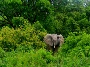 Niecałe 3% światowych ekosystemów pozostaje nienaruszonych przez człowieka