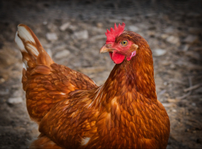 Ptasia grypa w Polsce: odliczanie do uwolnienia od HPAI