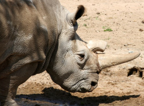Wycofano z programu hodowlanego jednego z ostatnich nosorożców północnych
