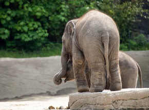 Nie żyje słonica z poznańskiego zoo