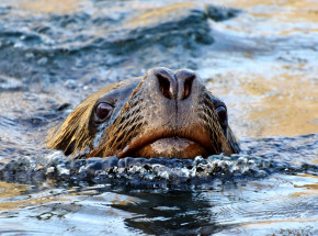 Rosja: uwolniono 64 lwy morskie zaplątane w śmieci