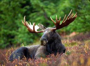 Rosja: poseł oskarżony o nielegalne polowanie po znalezieniu w jego pojeździe zwłok łosia