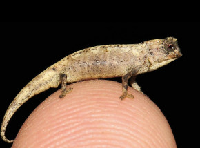 Prawdopodobnie najmniejszy gad na świecie: oto nano-kameleon