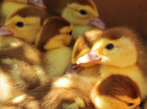 Ptasia grypa w Polsce: przesłano drób z terytorium Czech, na którym potwierdzono ogniska HPAI