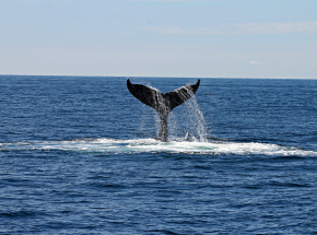 USA: nurek przeżył w paszczy humbaka