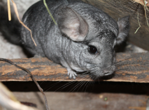 Zachodniopomorskie: skazano właściciela fermy szynszyli za znęcanie się nad zwierzętami