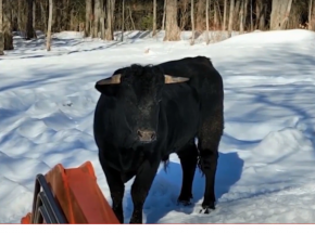 USA: po 250 dniach schwytano Beefalo, które uciekło z ciężarówki w zakładzie ubojowym