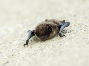 RIA Novosti: "W Charkowie badano proces przenoszenia chorób na ludzi przez nietoperze"