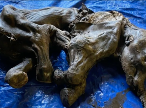 Kanada: odkryto znakomicie zachowane szczątki małego mamuta włochatego