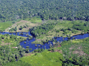 Brazylia: znaczny wzrost wylesienia Amazonii. Kary środowiskowe coraz mniejsze