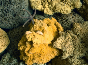 W organizmie gąbki odkryto komórki pełzające podobne do neuronów