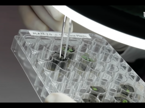 USA: naukowcy wyhodowali rośliny w próbkach księżycowej gleby