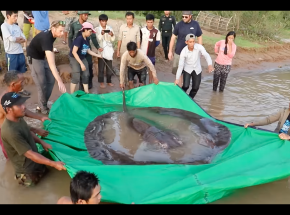 Kambodża: złowiono największą dotychczas rybę słodkowodną na świecie