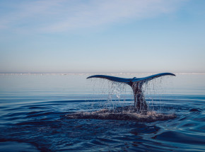 Martwy wieloryb znaleziony na plaży na Florydzie