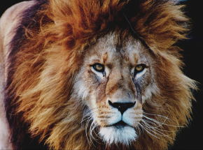 Niemcy: lew zaatakował opiekunkę w zoo